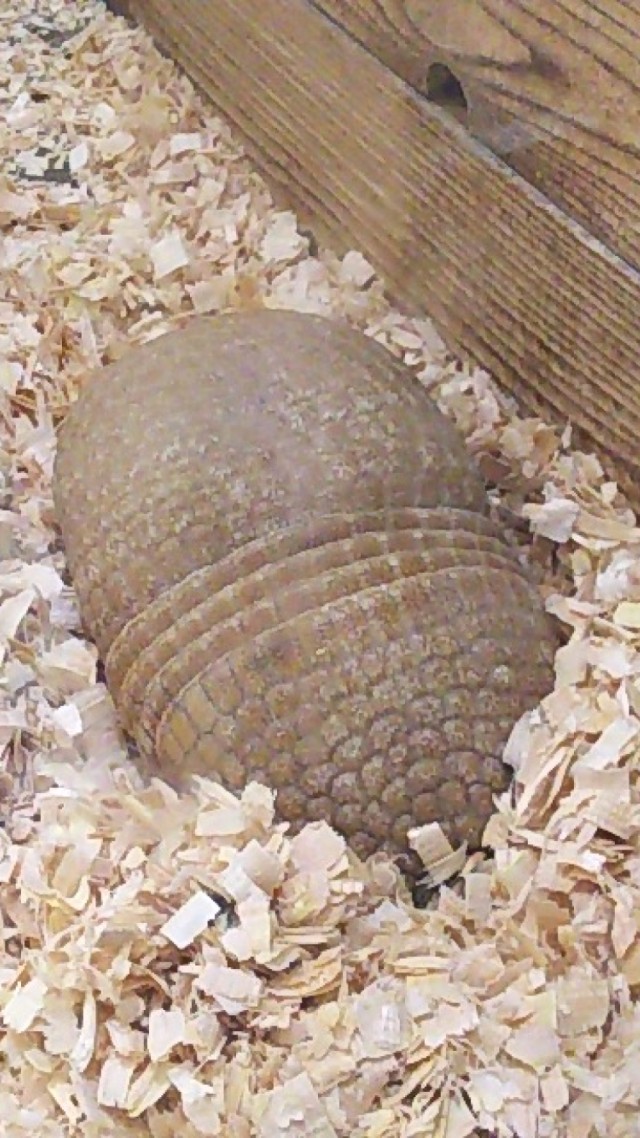 代理あるまじろ